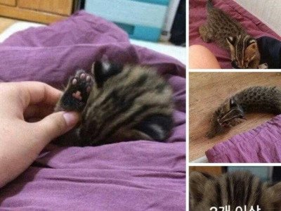 족보있는 길냥이 줍