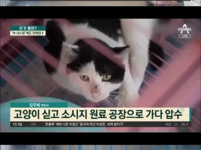 하다하다 고양이로 소시지 만드는 중국 ㄷㄷ.jpg