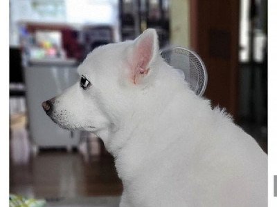 냉전기간일 때의 강아지표정