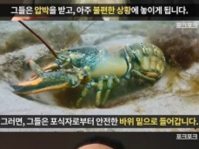 스트레스와 바닷가재.jpg